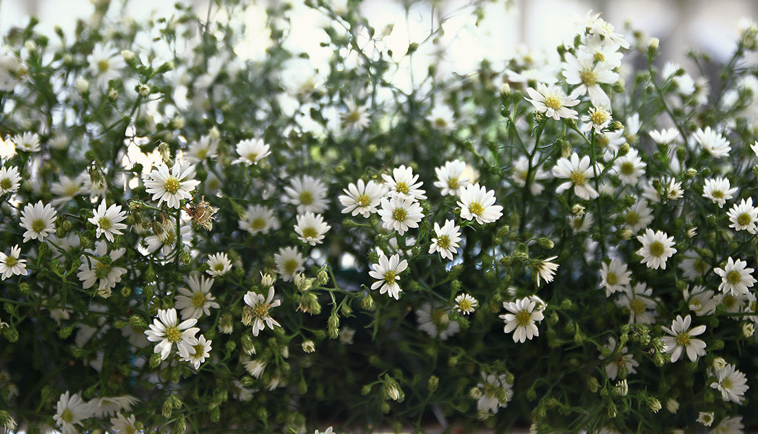 A bundle of small white flowers known as Ahiflower