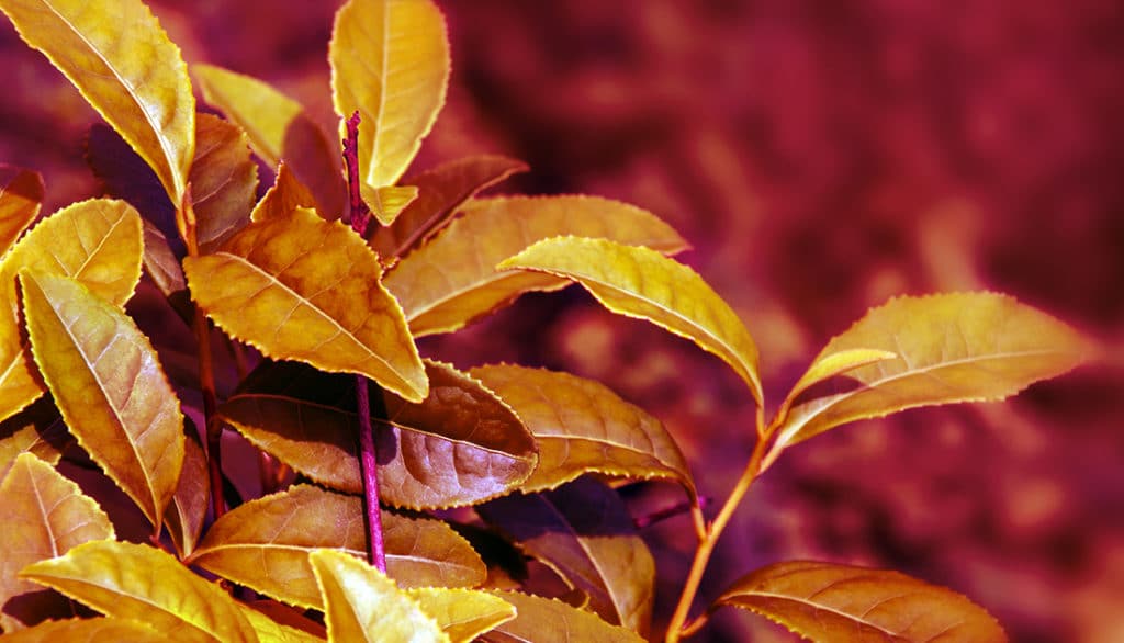 Close-up of a leaf with a purple stem, suggesting natural ingredients, aligning with SteelFit USA’s focus on health and fitness supplements.