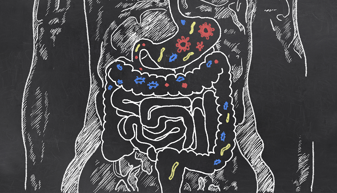 Illustrated drawing of the human digestive system, highlighting the intestines, reflecting SteelFit USA's focus on health and fitness through nutrition.