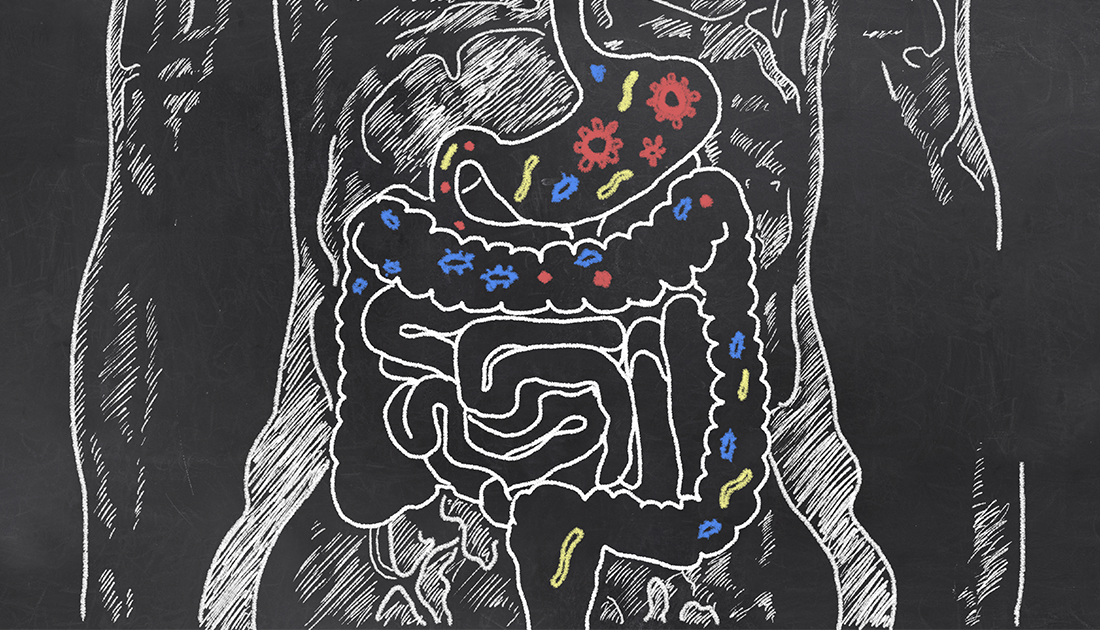 Detailed chalk drawing of the human digestive system to outline good gut health