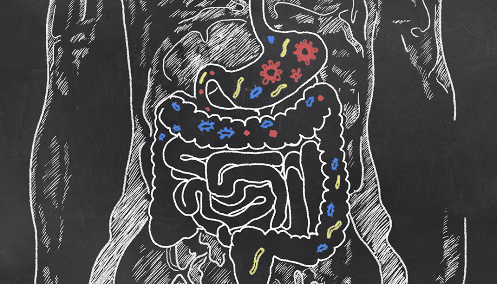 A detailed drawing of the human digestive system, highlighting the intestines, related to health and fitness, aligning with SteelFit USA's focus on wellness.