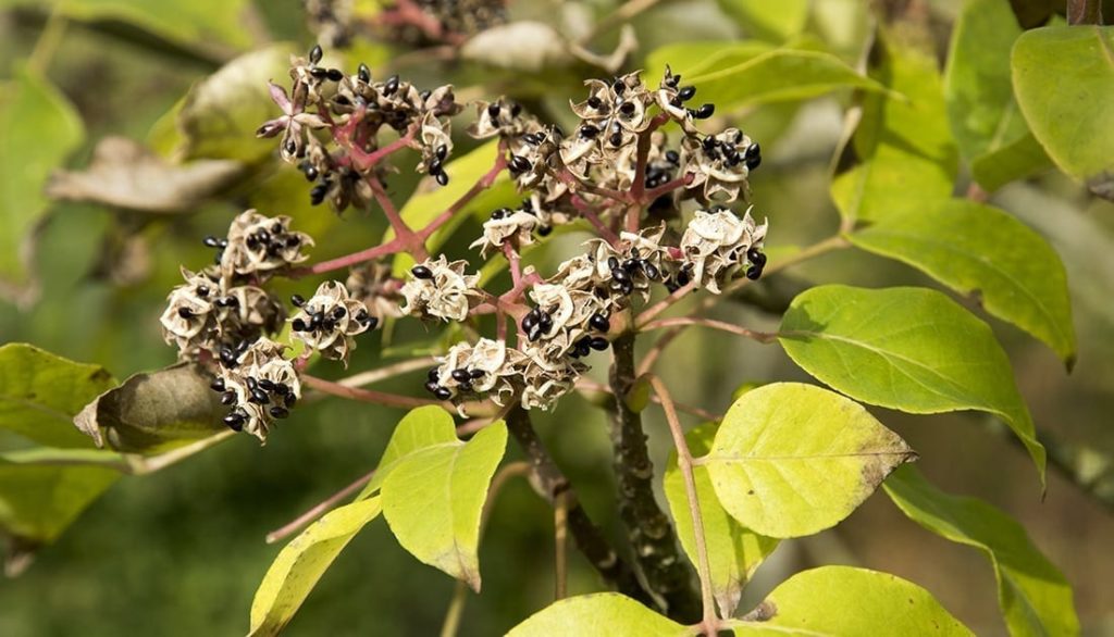 Close-up of a plant branch with black seeds, highlighting natural elements.