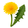 Dandelion Leaf Extract