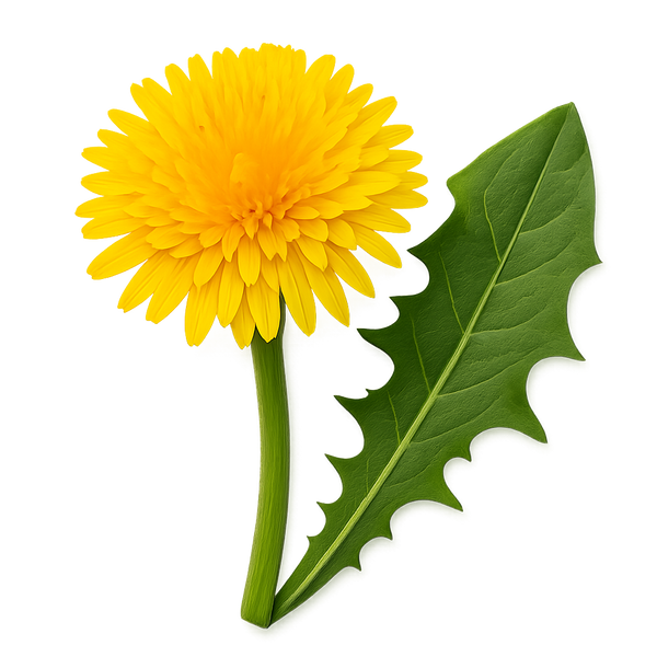 Dandelion Leaf Extract
