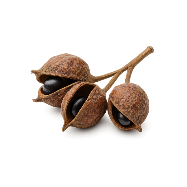 Evodiamine Fruit Extract