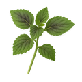 Forskolin
