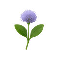 Globularia Cordifolia Extract