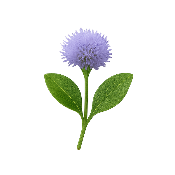 Globularia Cordifolia Extract