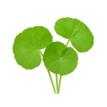 Gotu Kola