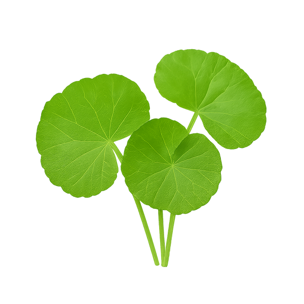 Gotu Kola