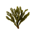 Organic Atlantic Kelp (Whole Plant)