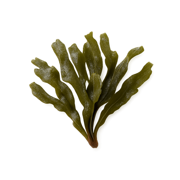Organic Atlantic Kelp (Whole Plant)