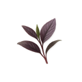 Alluvia® Purple Tea Leaf (Standardized to 3% GHG™)