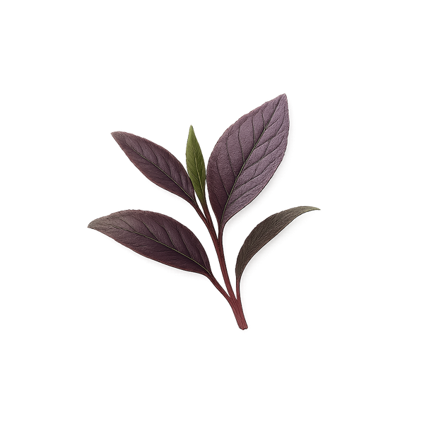 Alluvia® Purple Tea Leaf (Standardized to 3% GHG™)