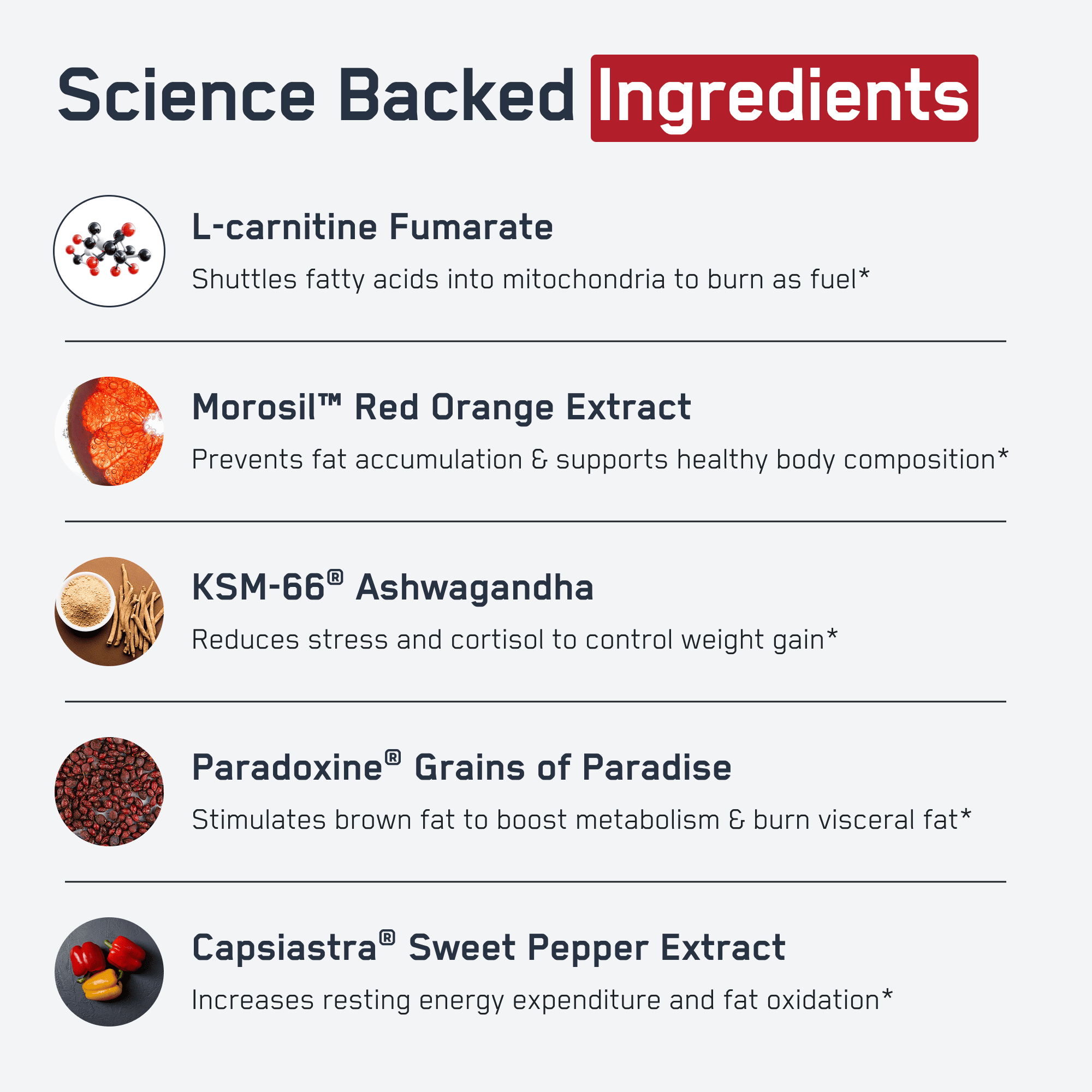 Steel Core® infographic highlights five ingredients aiding fat loss, energy conversion, and metabolism. Includes L-carnitine, Morosil™, KSM-66®, Paradoxine®, Capsiastra® for targeted abdominal fat reduction.