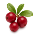 Uva Ursi Leaf Extract
