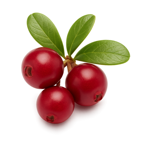 Uva Ursi Leaf Extract